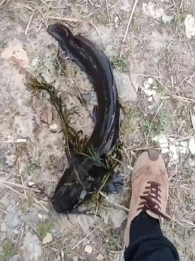 皇冠信用最新地址
_大连西山水库出现成群黑色大鱼皇冠信用最新地址
，最长近一米！专家确认系外来物种埃及塘鲺