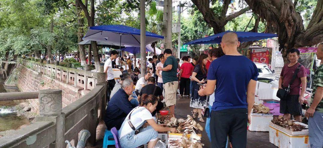 皇冠信用网代理注册
_“天价”鸡枞调查：最贵卖到1800元/公斤！雨水少致产量低皇冠信用网代理注册
，多地价高客少