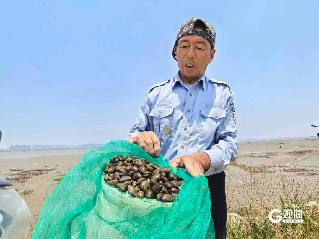 皇冠信用网代理
_正是肥的时候！每天上万斤在青岛这里上岸皇冠信用网代理
，很多人爱吃......