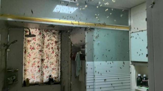 世界杯信用网
_惊世界杯信用网
！空置两个月的房子竟被蜜蜂当成了 “豪华别墅”