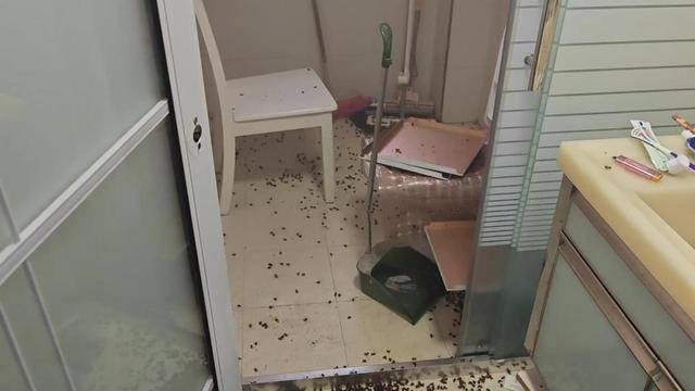 世界杯信用网
_惊世界杯信用网
！空置两个月的房子竟被蜜蜂当成了 “豪华别墅”