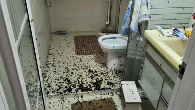 世界杯信用网
_惊世界杯信用网
！空置两个月的房子竟被蜜蜂当成了 “豪华别墅”