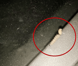 皇冠会员如何申请
_汽车被虫子啃得都是窟窿皇冠会员如何申请
，“一边咬一边往里钻”！很多人中招