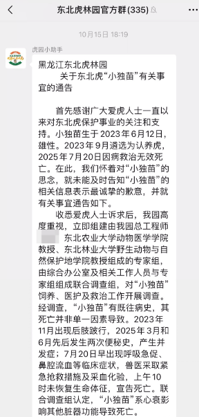 皇冠信用盘开户
_女子花2000余元认养东北虎2年却被隐瞒死讯 当事人称园方未主动反馈情况皇冠信用盘开户
,认为死因存疑