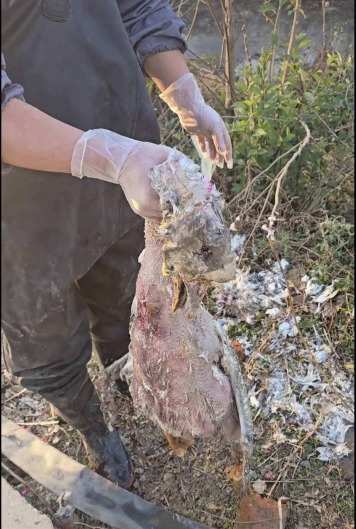 斯托克城vs西布朗
_大鹅主人抽水追凶最新进展来了:深刨半米淤泥啥也不见斯托克城vs西布朗
,或因厚草盖顶溺亡