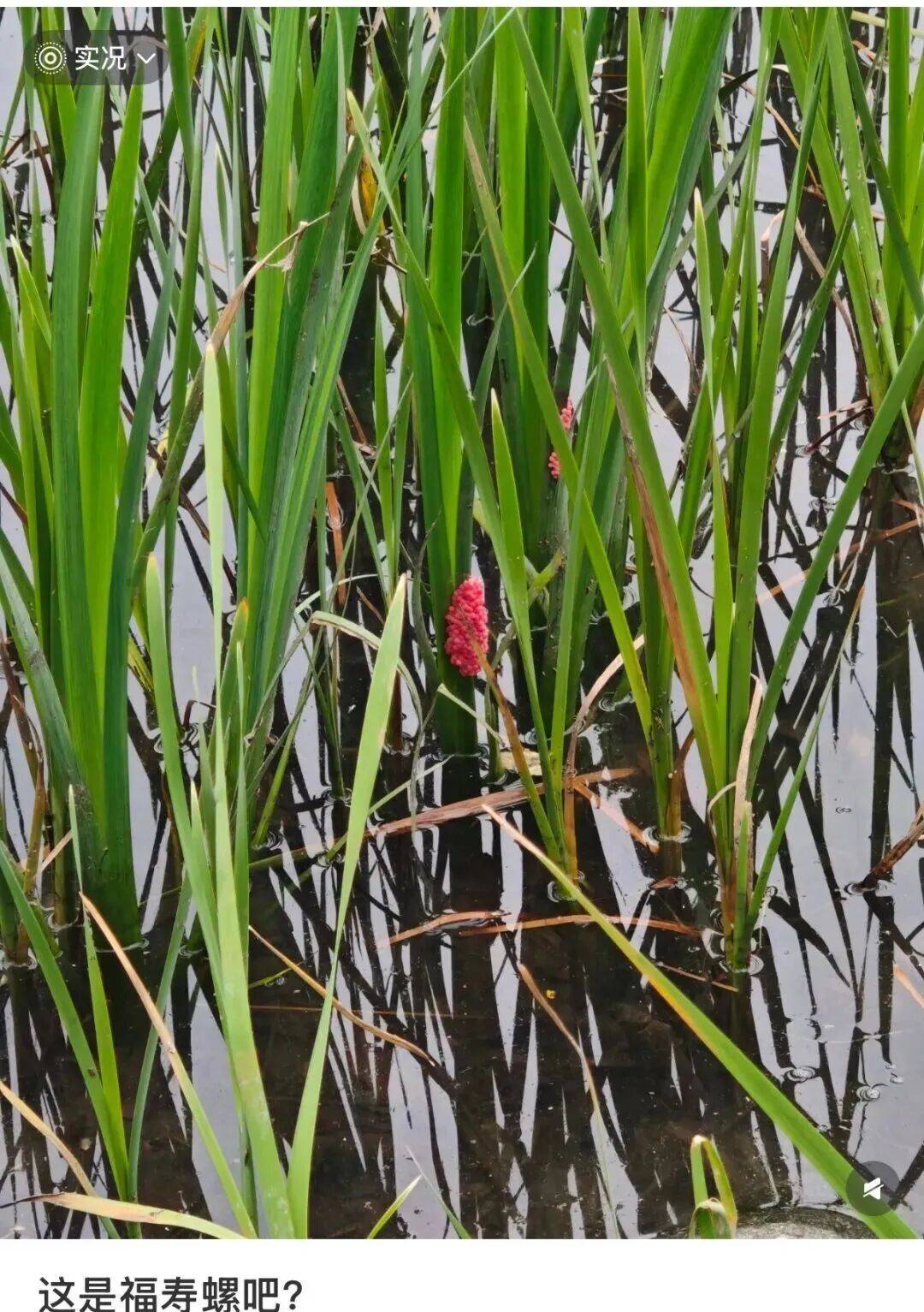 皇冠信用网登123出租_别吃！寄生虫多达6000条皇冠信用网登123出租，近期正大量出现，严重可致死