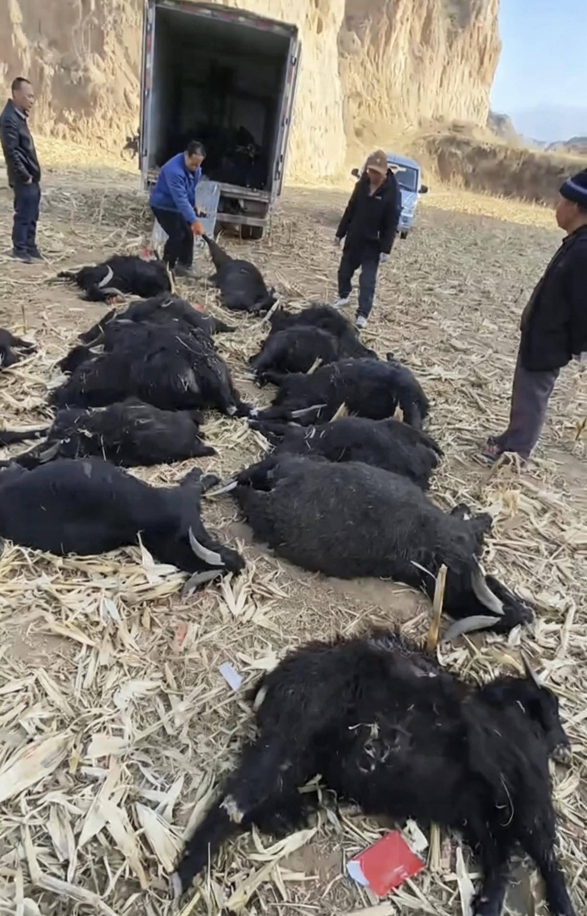 正版皇冠信用网注册_39只羊一夜惨死！农户家属：地里撒有剧毒农药正版皇冠信用网注册，至今未找到肇事者