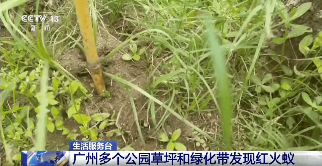 皇冠信用网登3_网友炸锅皇冠信用网登3！广东多个公园、绿化带中出现！深圳疾控紧急提醒：远离这种小土堆
