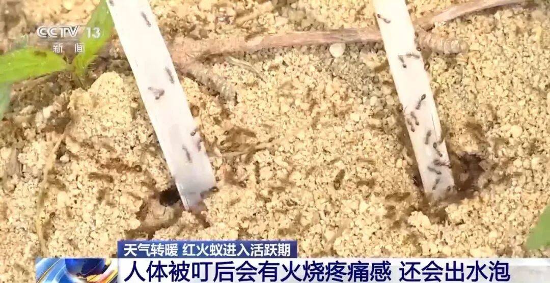 皇冠信用网登3_网友炸锅皇冠信用网登3！广东多个公园、绿化带中出现！深圳疾控紧急提醒：远离这种小土堆