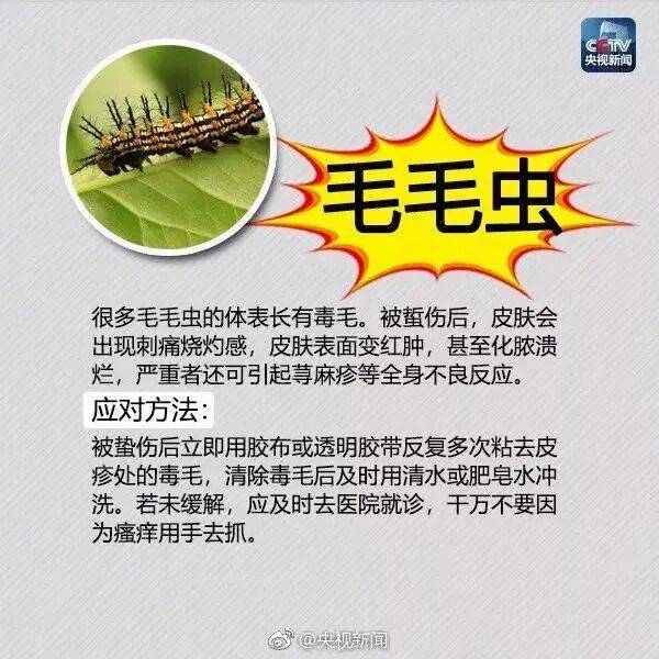 皇冠信用网登3_网友炸锅皇冠信用网登3！广东多个公园、绿化带中出现！深圳疾控紧急提醒：远离这种小土堆