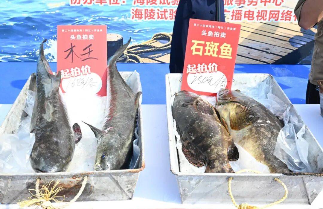 皇冠管理端_广东男子花3.8万元拍下38斤巨型“鱼王”！南海开渔第一鲜上岸皇冠管理端，一大批海鲜按筐买